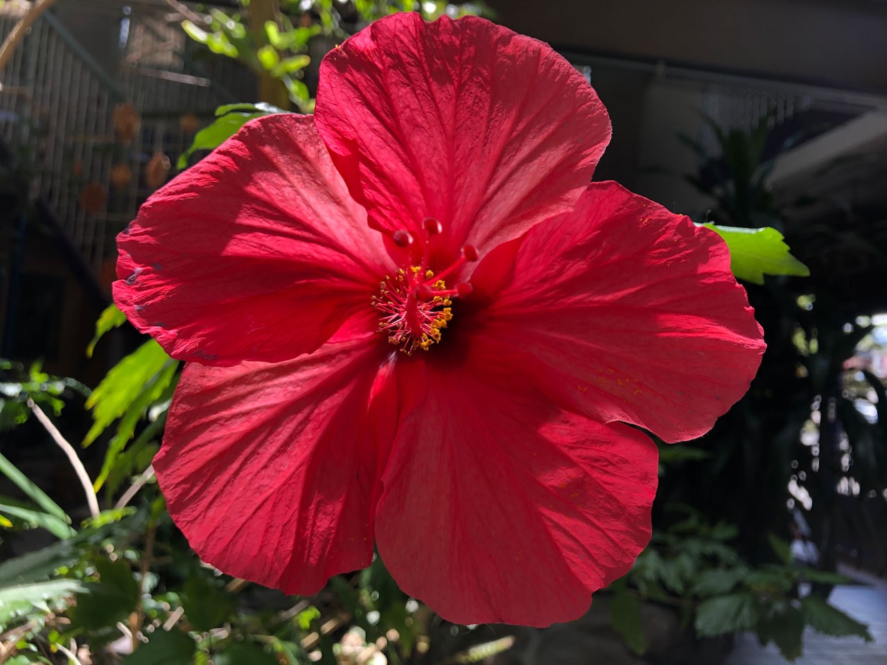 Flower in the atrium at 720 Tahoe Street where my company, PACE, is located and where I'm working to create a community space and art gallery for and with other creatives in the Reno area