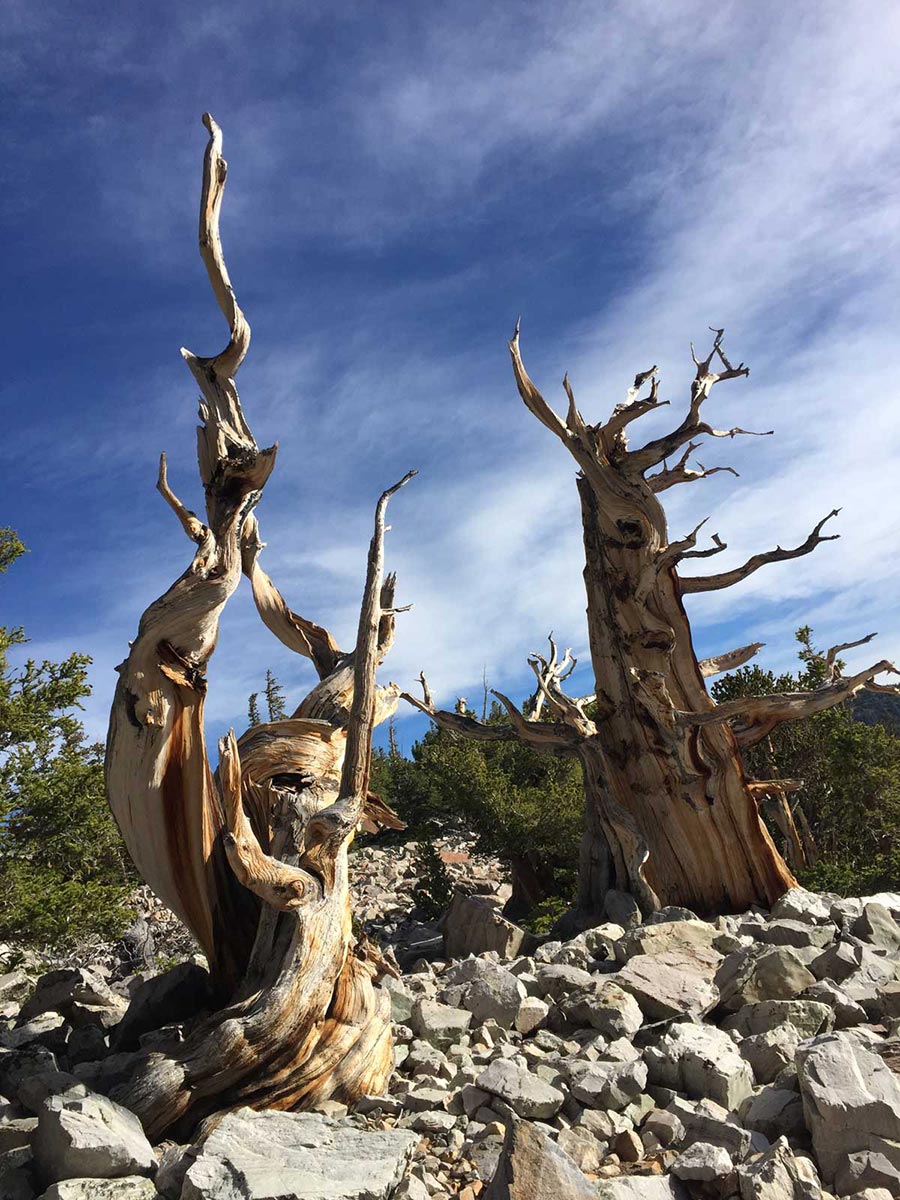 Bristlecone Pine at the Great Basin National Park
